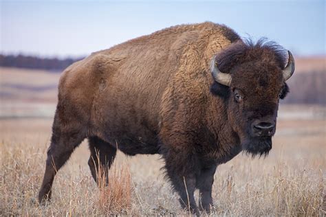 Yellowstone Begins Capturing Bison to Control Herd Numbers