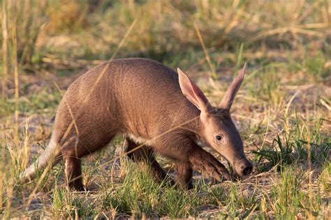 What do aardvarks eat?