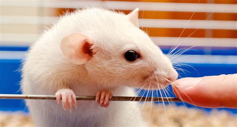 Human brain cells implanted in rats offer research gold mine - Raw Story