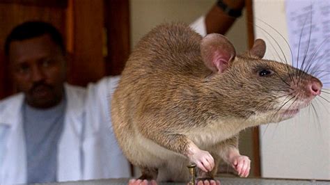 Could Giant Rats Help Fight Tuberculosis in Major Cities?