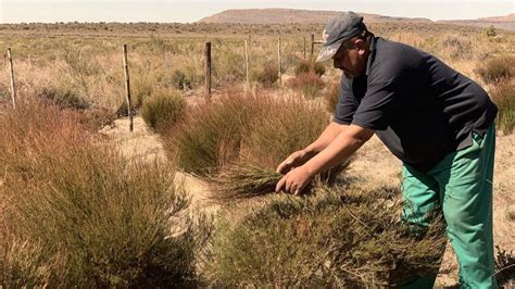 South Africa's rooibos tea industry to pay KhoiSan people - BBC News