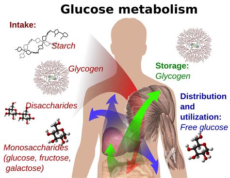 Glucose Getting Healthier - GettingHealthier.com