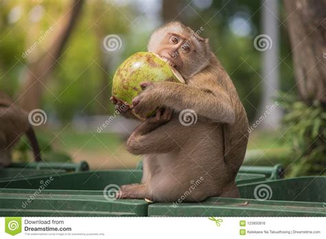 Brown monkey stock photo. Image of primate, natural - 123850916