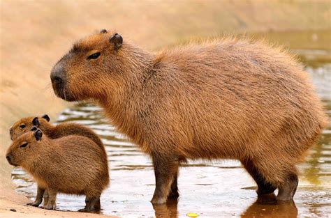 50 Capybara Facts About the Calmest Animal in the World - Facts.net