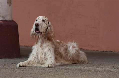 English Setter Colors: The Commons And The Rares