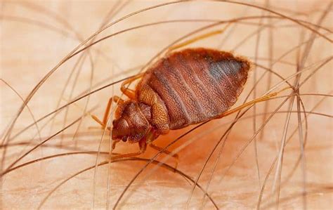 The Ultimate Guide to Bed Bug Pest Control for Your Home - Crowdy Home