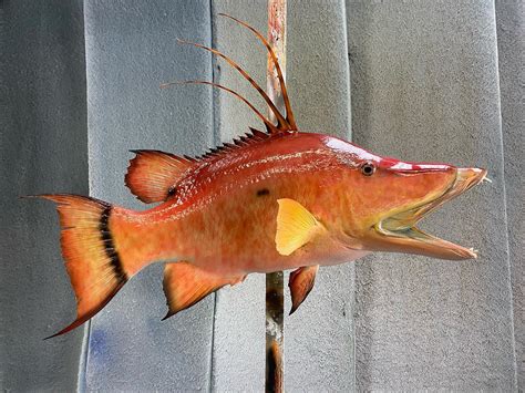 Hogfish (aka Hog Snapper) Fish Mount 28 Inches Half Mount ...