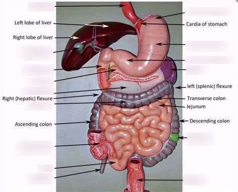 Ileocecal Valve Model