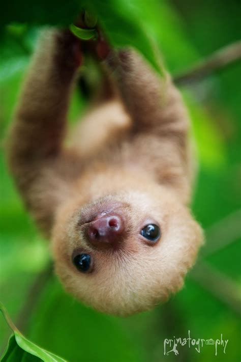 a baby sloth hanging from a tree branch