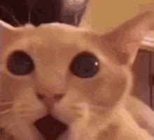 Shocked Cat Meme GIFs | Tenor