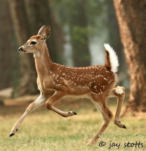 Pin on Олень | Deer photography, Cute animals, Pretty animals