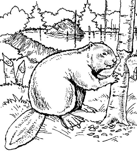 Beaver Coloring Pages