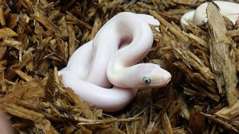 Lovin these baby blue eyed lucy rainbow boas! | Snake, Baby blue ...