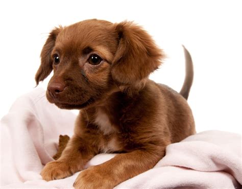 Chiweenie Health Concerns – Chiweenie Mix