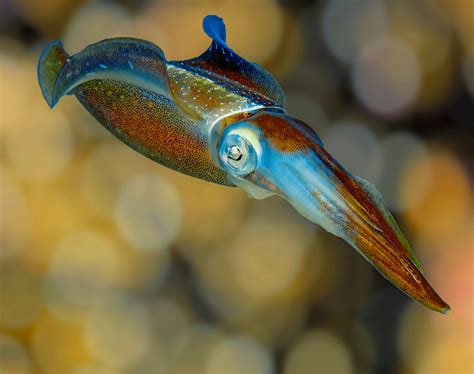 Caribbean Reef Squid - Sosua Beach Dominican Republic