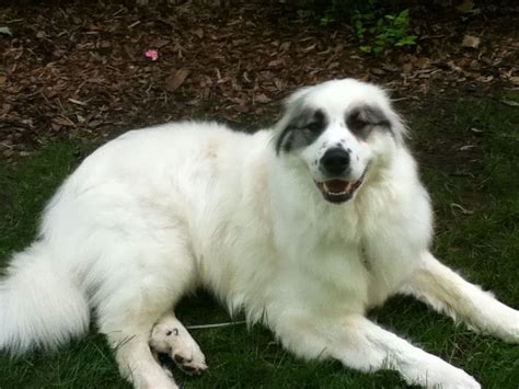 Great Pyrenees and Australian Shepherd mix | Australian shepherd, Great ...