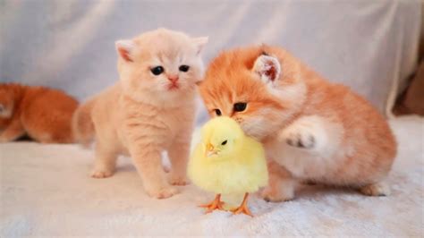 Very Cute Kittens Playing