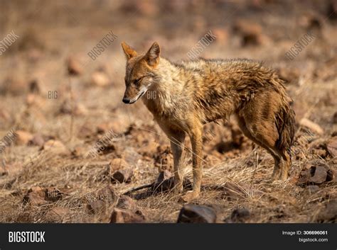 Indian Jackal Canis Image & Photo (Free Trial) | Bigstock