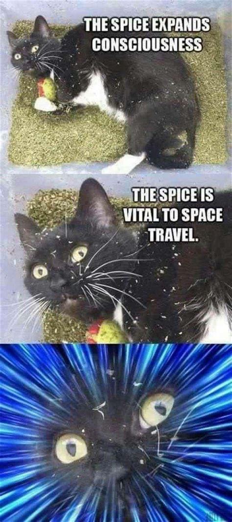 The spice must flow - Meme Guy