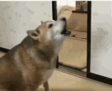 Throwing Puppy GIFs | Tenor