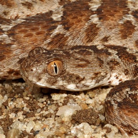 North-east African Carpet Viper - African Snakebite Institute