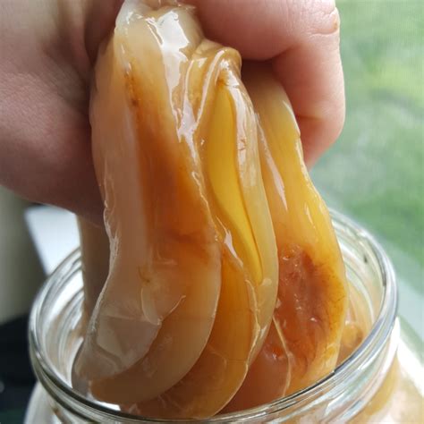 Healthy SCOBY: What Does a Healthy Kombucha SCOBY Look Like? - Bucha ...