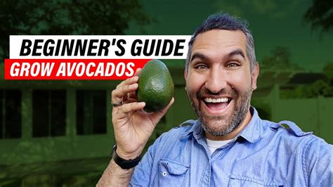 Avocado Tree Care 101: A Comprehensive Guide for Beginners - YouTube