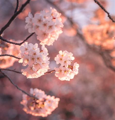 some white flowers are blooming on a tree branch in the sun light at sunset