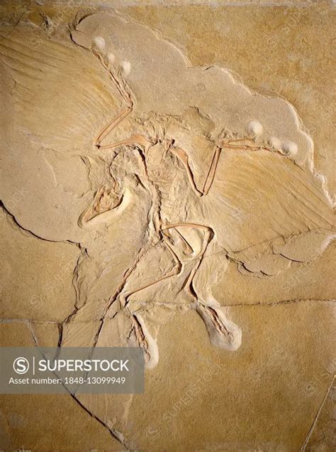 Worldwide most significant fossil of Archaeopteryx (Archaeopteryx ...