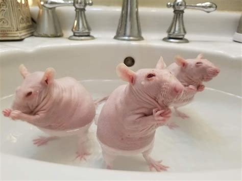 PsBattle: Three hairless rats in the tub. | Pet rats, Cute rats, Baby rats