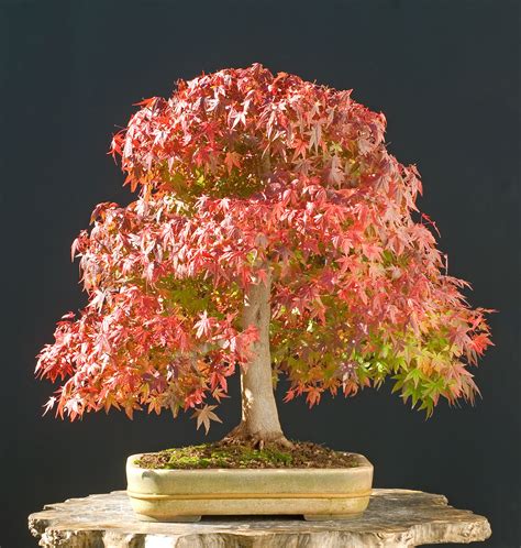 Japanese Maple Bonsai Tree Varieties, How To Propagate And, 49% OFF