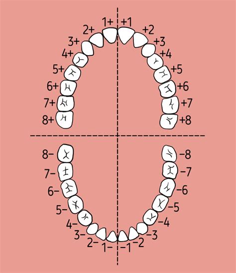 Canadian Dental Tooth Numbering System