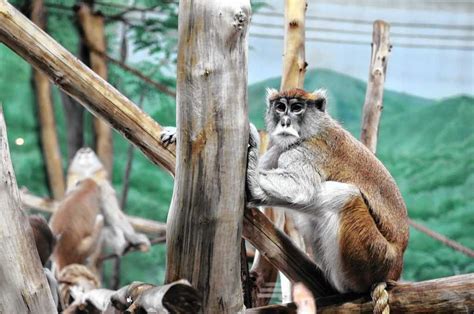 Rescued patas monkeys pay it forward (Syracuse zoo tales) - syracuse.com