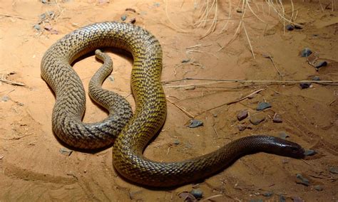 Snakes vs Spiders: Which is Deadlier to Humans? - A-Z Animals