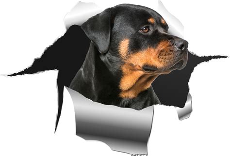 Rottweiller hole sticker pet decals - TenStickers