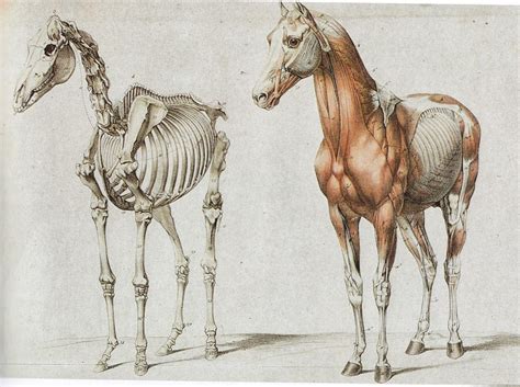 Horse anatomy engraving - frontal three quarter view | Anatomy art ...