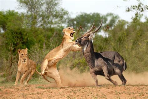 Lions in Masai Mara National Reserve | Wildlife Safaris in Masai Mara