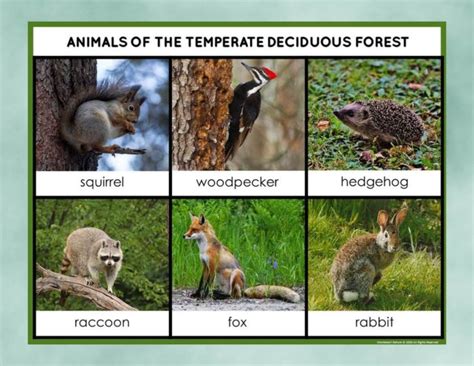 Deciduous Forest Animals Plants Facts Biome Pack - Montessori Nature ...