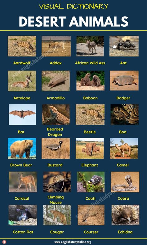 Desert Animals: List of 60+ Animals That Live in the Desert with ...