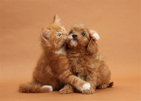 Kittens And Puppies Hugging