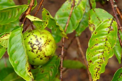 Guava | Diseases and Pests, Description, Uses, Propagation