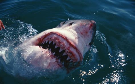 Woman survives rare great white shark attack in Sydney's Botany Bay