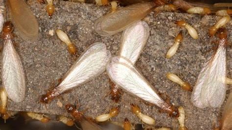 Winged Termites Eggs