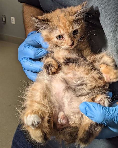 Rare Male Tortoiseshell Cat Adopted from Las Vegas Shelter