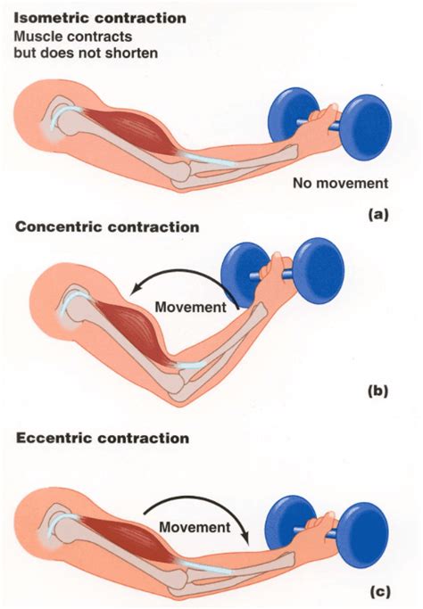 Excéntrico Vs. Concéntricos de formación. ¿Cuál Es Mejor ...