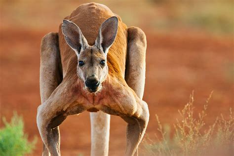 Viral Video of Jacked Kangaroo Inspires Viewers to Become Fit