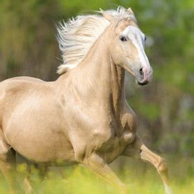 Palomino Horse Breeders Of America - StateLineTack.com