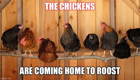 The chickens are coming home to roost - Imgflip