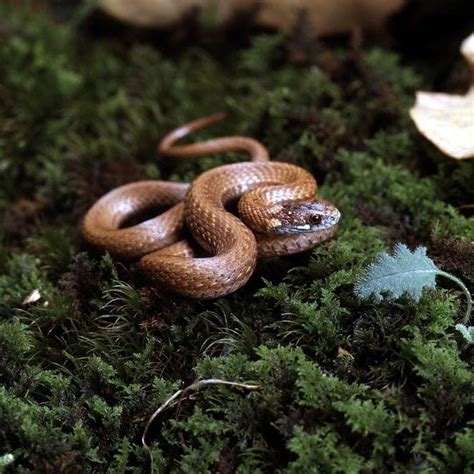 Snakes of Ohio: Identifying all 25 species (slideshow) - cleveland.com