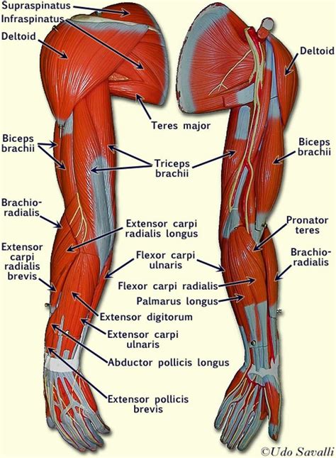 Related to Human Arm Muscles Anatomy #MuscleAnatomy | Human muscle ...